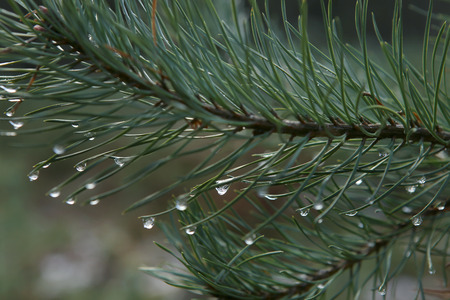 Pine branch with drops. Nature forest background. Frozen drops.