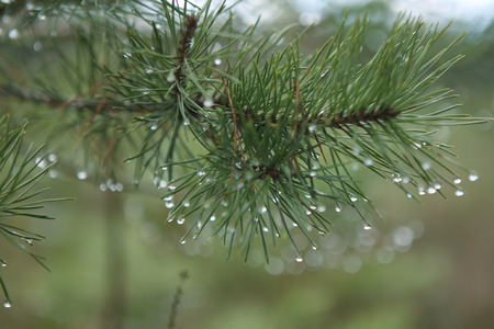 Pine branch with drops. Nature forest background. Frozen drops.
