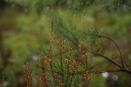 Forest flora macro background