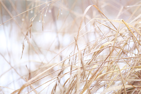 Dry grass in winter. Abstract winter background.の写真素材