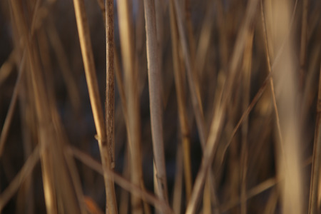 Dry reed straw background in winter. Closeup image of reed in sunset time.の写真素材