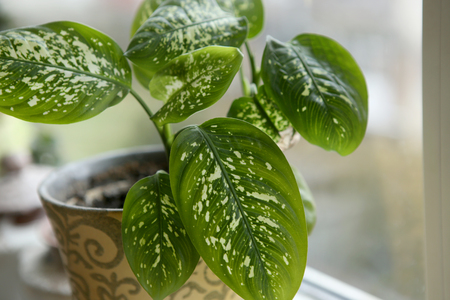 Dieffenbachia houseplant near window. Fragment of houseplant leaves on windowsill.の写真素材