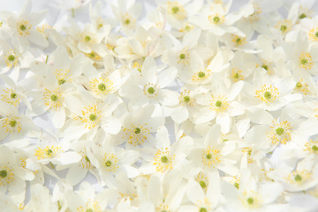 White wild flowers background. Windflower, Anemone nemorosa, spring forest flowers.の写真素材