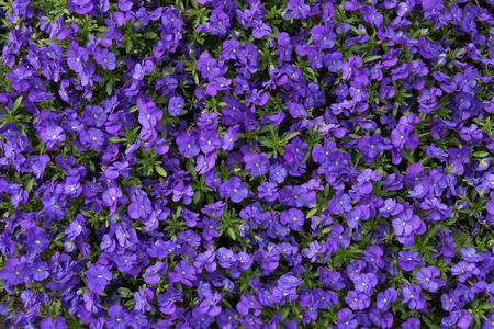 Pansy flowers background. Violet garden  flowers background top view.