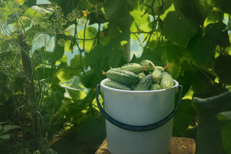 Freshly picked cucumbers in greenhouse. Bucket of cucumber harvest in garden.の写真素材