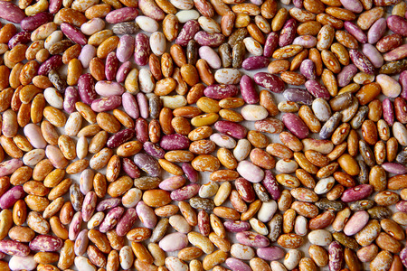 Pinto beans background. Different colors of dried pinto beans.の写真素材