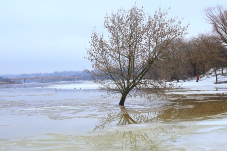 Flooded river bank with alone maple tree in water. Early spring flood in river Neris in Lithuania.の写真素材