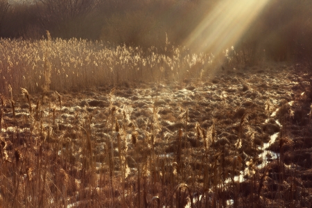 Swamp with dried reed in sunset. Wetlands with reed field in early spring.の写真素材
