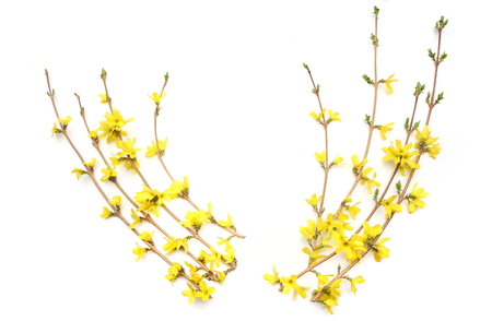 Forsythia branches with yellow flowers isolated on white background.  Spring branches flowering.の写真素材