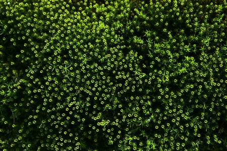 Forest moss background. Nature beauty pattern. Green moss texture.の写真素材