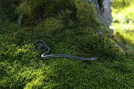Grass snake on moss in forest. European grass snake, Natrix natrix.の写真素材