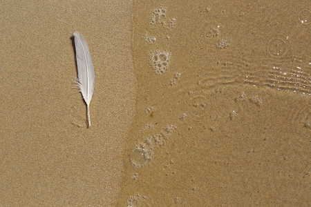 Beach sand with white feather and sea water background. Closeup of sea shore with single wave.の写真素材