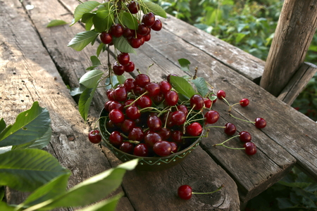 Freshly picked cherries in a bowl on a wooden table in a garden. Fresh ripe cherries harvested in a bowl and cherry tree branch with berries in a summer garden.の写真素材