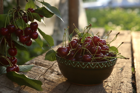 Freshly picked cherries in a bowl on a wooden table in a garden. Fresh ripe cherries harvested in a bowl and cherry tree branch with berries in a summer garden.の写真素材