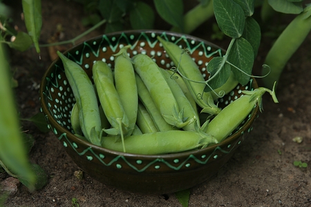 Freshly picked pea pods in bowl in the vegetable bed. Fresh green unpeeled peas in garden.の写真素材