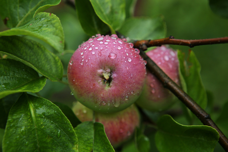 Apples with rain drops. Ripening apple fruits on a branch in a garden after a rain.の写真素材
