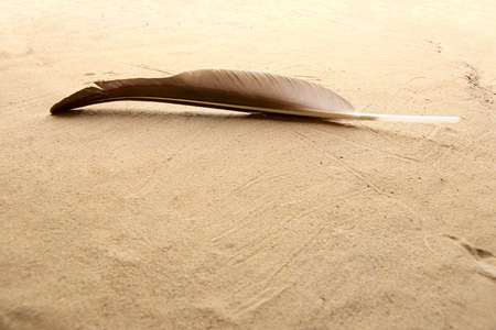 Black natural feather on beach. Single feather on sand texture background.の写真素材