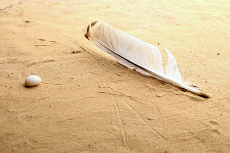 White natural feather on beach. Single feather on sand texture background.の写真素材