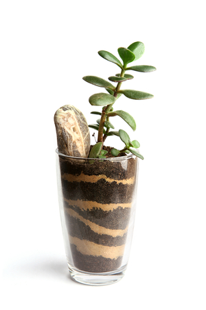 Jade plant growing in glass cup isolated on white background. Succulent houseplant, crassula ovata, commonly known as jade plant, friendship tree, lucky plant, money tree in transparent pot.の写真素材