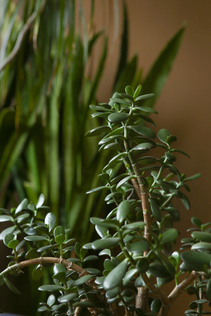 Houseplant succulent Jade plant closeup. Crassula ovata, commonly known as jade plant, lucky plant, money plant or money tree.の写真素材