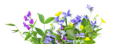 Wild spring forest flowers isolated on white background.