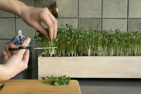Woman cuts off micro greens radish in kitchen. Young vegetable greens growing in box indoor.の写真素材