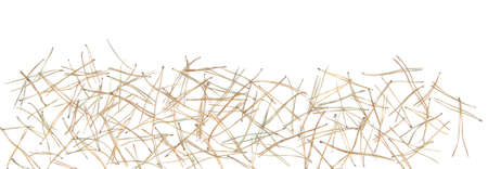 Dry pine needles isolated on white background. Needles pattern, abstract forest  background.