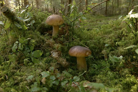 Boletus edulis mushroom growing in the forest in natural environment. Edible mushroom growing in the...