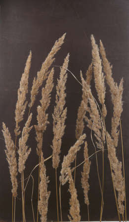 Dry reeds isolated on dark background. Abstract dry  grass flowers, herbs