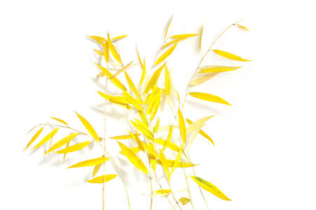Willow tree branches in autumn isolated on white background. Willow branches with yellow leaves.の写真素材