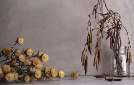 Dried flowers and black alder tree branches with male catkins against concrete wall. Dried wild flowers and fresh branches in winter time indoor with copy space.の写真素材
