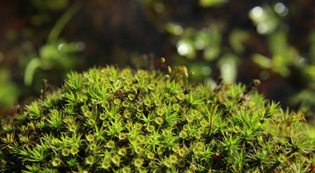 Forest moss background. Nature beauty pattern. Closeup of green moss texture near water.