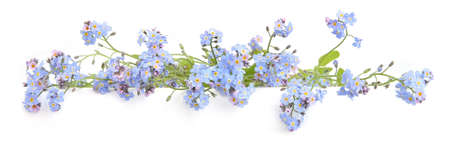 Spring blue flowers Myosotis isolated on white background.  Flowers Myosotis are called forget-me-not or scorpion grasses.の写真素材