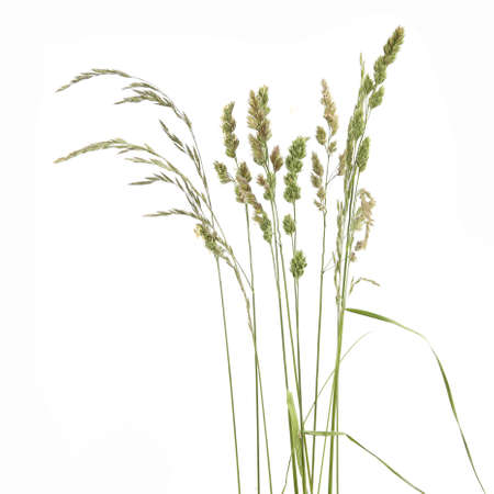 Bent grasses spikelet flowers wild meadow plants isolated on white background. Abstract fresh wild grass flowers, herbs.の写真素材
