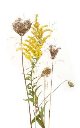 Autumn meadow flowering and dry wild grass and herbs isolated on white background. Border of meadow...