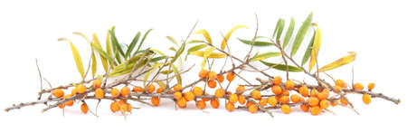 Branches of sea buckthorn with berries and leaves isolated on white background.の写真素材