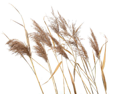 Dry reeds isolated on white background. Abstract autumn dry bulrush growing in marshy area.の写真素材