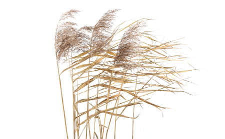 Dry reeds in windy day isolated on white background. Abstract autumn dry bulrush growing in lagoon.の写真素材