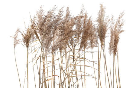 Dry reeds isolated on white background. Fluffy dry grass flowers Phragmites, autumn or winter herbs.の写真素材