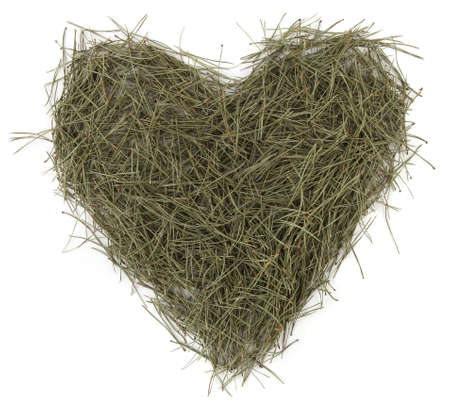 Heart shape of pine needles  isolated on white background. Heap of green coniferous tree needles.の写真素材