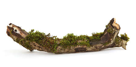 Moss and lichen on a tree branch isolated on white background.の写真素材