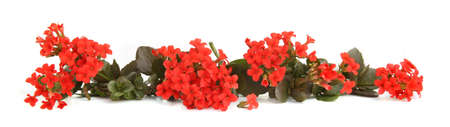 Flowering houseplant Kalanchoe Blossfeldiana isolated on white background. Branches of flower houseplant succulent Flaming Katy.の写真素材