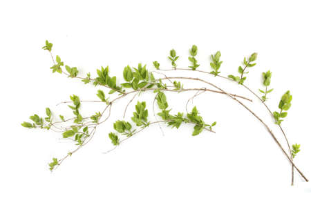 Spring branches with young leaves  isolated on white background. Branches of shrubs in spring time.