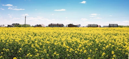 Oilseed rape field by the village. Agricultural landscape with flowering blooming rapeseed in spring. Blossom of canola yellow flowers.の写真素材