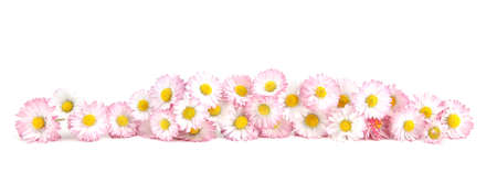 Bellis flowers isolated on white background. Small white pink meadow flowers.の写真素材