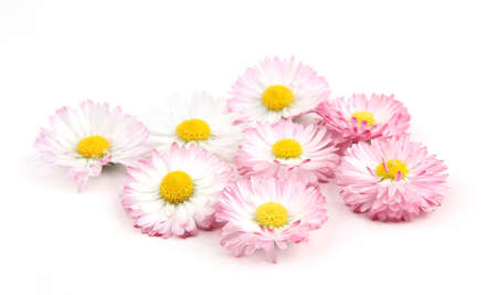 Bellis flowers isolated on white background. Small white pink meadow flowers.の写真素材