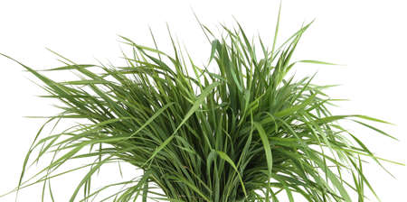 Bunch of green grass isolated on white background. Grass fed, fresh grass foliage.の写真素材