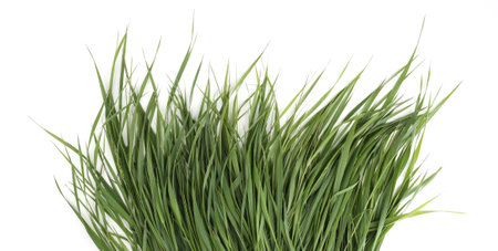 Bunch of green grass isolated on white background. Grass fed, fresh grass foliage.の写真素材