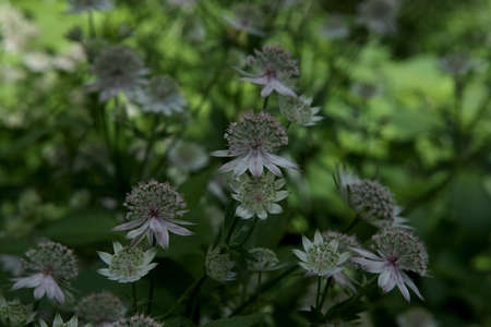 Flowering Astrantia major or great masterwort. White flowers blooming in summer, dark shady garden background.の写真素材