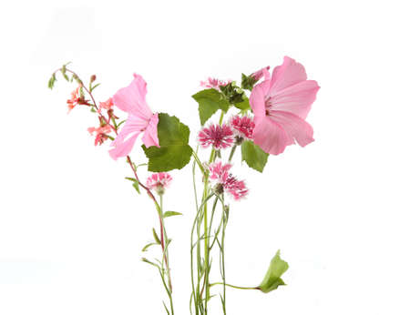 ink garden flowers rose mallow and cornflowers isolated on white background. Malva trimestris and Centaurea cyanus.の写真素材